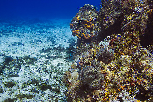 포토 JPG 해외이미지 야생동물 바다 학교 자연 열대 어류 풍경 사람없음 물 컬러풀 바닷속 수중 미국 다양 스노클링 산호 거북이 암초 석호 깊이 동물상 소금물 이국적 해외202004 해외포토 자연요소 동물 교육 컬러 다수 북아메리카 파충류 조형물 수중동물 수상스포츠 자포동물 생태계 파일형식 이미지허브