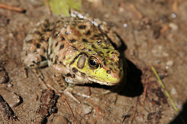 포토 JPG 해외이미지 나무 동물 야생동물 자연 생물 양서류 사람없음 빨간색 초록색 물 흰색 관찰 연못 두꺼비 고립 해외202004 해외포토 자연요소 식물 컬러 모션 생태계 파일형식 이미지허브