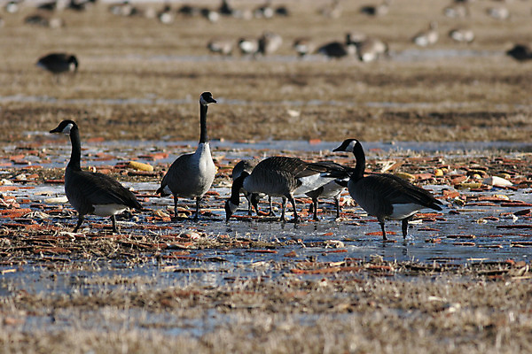 포토 JPG 해외이미지 동물 계절 야생동물 이동 캐나다 밭 날개 자연 조류 옥수수 풍경 사람없음 물 갈색 노란색 얼음 마시기 흰색 시골 먹이 깃털 사냥 거위 경보 동물상 수유 착륙 해외202004 해외포토 자연요소 컬러 컨셉 북아메리카 농업 모션 곡류 조형물 생태계 파일형식 이미지허브