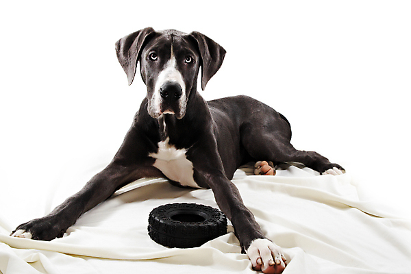 포토 JPG 해외이미지 동물 포유류 사람없음 파란색 반려동물 개 큼 송곳니 기르기 해외202004 해외포토 컬러 치아 크기 돌봄 파일형식 이미지허브