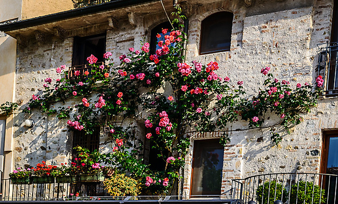 포토 JPG 해외이미지 디자인 외관 꽃 유럽 벽 여행 꽃무늬 건축양식 창문 자연 유리 거리 아파트 주택 사람없음 건물 장식 빨간색 초록색 컬러풀 장미 마을 이탈리아 수확 발코니 도시 역사 지중해 타운 옛날 스타일 해외202004 해외포토 식물 건축물 건축 나라 바다 컬러 무늬 농업 재질 생태계 파일형식 이미지허브