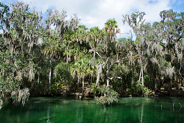 포토 JPG 해외이미지 동물 공원 겨울 포유류 자연 따뜻함 안전 사람없음 물 파란색 강 미국 봄 숲 인도인 서쪽 플로리다 해외202004 해외포토 자연요소 외국인 계절 공공시설 컬러 북아메리카 동양인 방향 생태계 파일형식 이미지허브