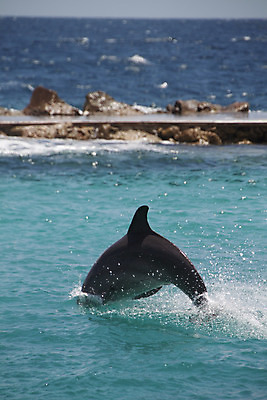 포토 JPG 해외이미지 동물 행복 야생동물 바다 장난 포유류 자연 놀이 생물 어류 사람없음 물 파란색 달리기 점프 기쁨 회색 젖음 자유 게임 떨어짐 돌고래 쇼 지느러미 지능 해외202004 해외포토 자연요소 감정 컬러 컨셉 모션 수중동물 생태계 파일형식 이미지허브