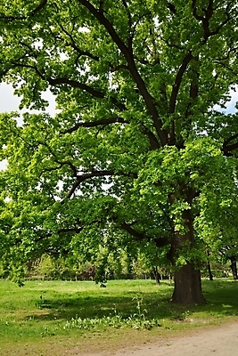 포토 JPG 해외이미지 나무 계절 공원 도로 길 여행 단풍 잎 밭 자연 날씨 풍경 사람없음 야외 목재 초록색 햇빛 평화 환경 화목 봄 트래킹 하이킹 시골 신선 숲 큼 땅 순수 장면 지역 내추럴 해외202004 해외포토 식물 공공시설 컬러 컨셉 농업 재료 교통시설 레저 태양 크기 생태계 파일형식 이미지허브
