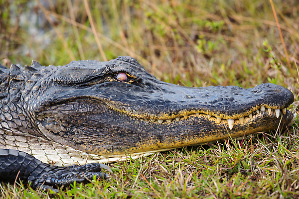 포토 JPG 해외이미지 동물 야생동물 분홍색 파충류 자연 생물 국립공원 사람없음 초록색 물 강 머리 미국 손상 입 닫기 치아 위험 큼 피부 묘사 눈금 도마뱀 육식동물 악어 공격적 플로리다 해외202004 해외포토 자연요소 공원 컬러 컨셉 북아메리카 모션 신체부위 소화기관 크기 생태계 파일형식 이미지허브