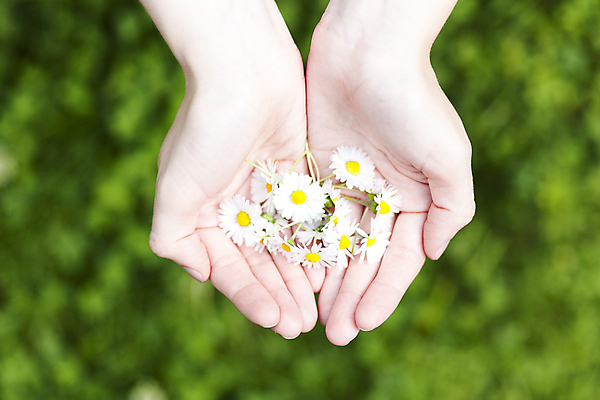 포토 JPG 해외이미지 식물 공원 꽃잎 꽃 백그라운드 잎 꽃무늬 패턴 밭 자연 건강 파노라마 사람없음 야외 초록색 약 새싹 환경 정원 침묵 봄 벚꽃 흰색 시골 신선 정상 허브 순수 에코 데이지 향기 꽃가루 내추럴 모종 블러 캐모마일 해외202004 해외포토 계절 공공시설 컬러 컨셉 무늬 농업 의학 촬영기법 소리 가루 생태계 냄새 파일형식 이미지허브