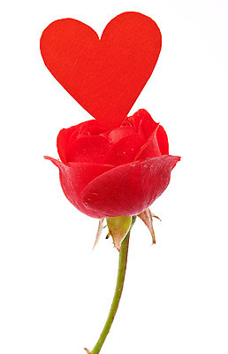 포토 JPG 해외이미지 모양 꽃잎 꽃 행복 컨셉 발렌타인데이 선물 사랑 사람없음 장식 빨간색 장미 머리 흰색 하트 축하 직물 약혼 해외202004 해외포토 식물 감정 컬러 결혼 데이이벤트 신체부위 약속 파일형식 이미지허브