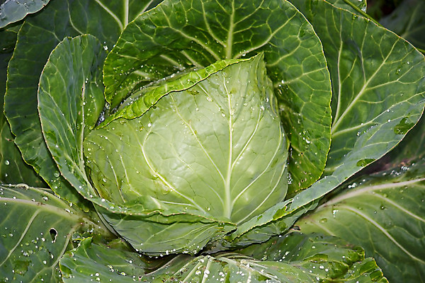 포토 JPG 해외이미지 식물 음식 잎 채소 자연 사람없음 초록색 농작물 신선 순수 묘사 양배추 생태학 숙성 해외202004 해외포토 교육 컬러 컨셉 농업 생태계 파일형식 이미지허브