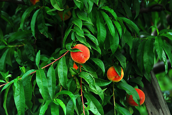 포토 JPG 해외이미지 나무 음식 과일 건강 사람없음 신선 선택 먹기 복숭아 숙성 해외202004 해외포토 식물 컨셉 모션 파일형식 이미지허브