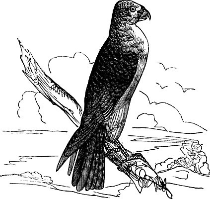 EPS 해외이미지 일러스트 자연 조류 미술 야외 검은색 수확 골동품 흰색 나뭇가지 깃털 그림 부리 판화 내추럴 밀라노 옛날 집게발 해외202004 해외일러스트 나무 동물 컬러 농업 문화예술 이탈리아 생태계 파일형식 벡터 이미지허브