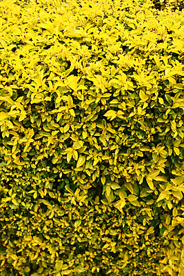 포토 JPG 해외이미지 식물 건축물 계절 백그라운드 잎 패턴 오렌지 자연 사람없음 초록색 빛 봄 가을 신선 닫기 숲 묘사 유기농 질감 섬유 내추럴 채식주의자 해외202004 해외포토 웰빙 건축 컬러 무늬 과일 모션 직물 생태계 채식 파일형식 이미지허브