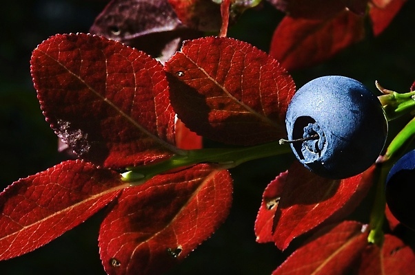 포토 JPG 해외이미지 식물 열매 과일 건강 사람없음 약 주스 숲 북극 향신료 블루베리 북쪽 블랙베리 토닉 해외202004 해외포토 음료 의학 극지방 방향 향미료 파일형식 이미지허브