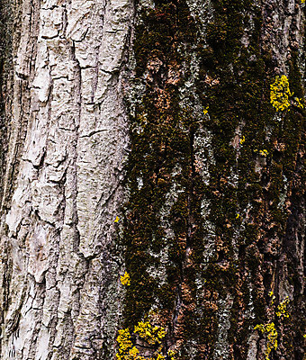포토 JPG 해외이미지 백그라운드 패턴 자연 이끼 사람없음 목재 숲 질감 옛날 해외202004 해외포토 나무 무늬 재료 생태계 파일형식 이미지허브