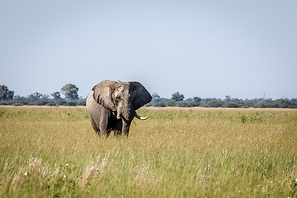 포토 JPG 해외이미지 동물 공원 야생동물 여행 백그라운드 포유류 아프리카 자연 코끼리 생물 국립공원 사람없음 야외 여행객 힘 회색 황무지 보호 큼 심볼 사파리 상아 멸종 남쪽 나미비아 동물상 사바나 힘찬 해외202004 해외포토 공공시설 나라 컬러 컨셉 사람 조형물 크기 방향 생태계 남아프리카 파일형식 이미지허브