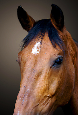 포토 JPG 해외이미지 동물 얼굴 야생동물 밭 자연 하늘 사람없음 야외 여름 파란색 빛 반려동물 농장 갈색 머리 힘 목장 우아함 승차 가죽 어깨 싱글 코 귀 장면 갈기 조랑말 주둥이 고립 기르기 방목장 해외202004 해외포토 계절 컬러 컨셉 농업 모션 신체부위 말_동물 생태계 돌봄 파일형식 이미지허브