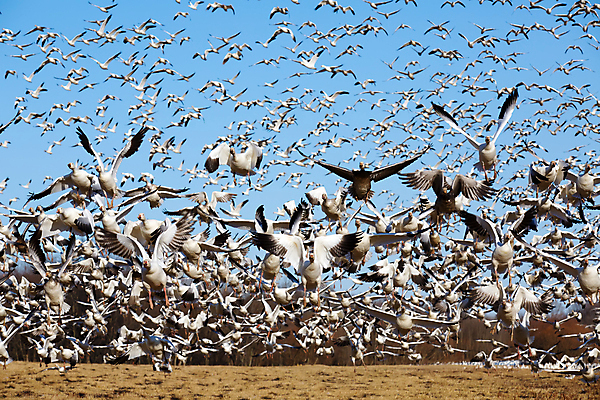포토 JPG 해외이미지 동물 야생동물 이동 겨울 날개 자연 조류 하늘 사람없음 야외 파란색 봄 흰색 시골 그룹 우아함 군중 사냥 거위 물새 철새 해외202004 해외포토 계절 컬러 컨셉 사람 생태계 파일형식 이미지허브