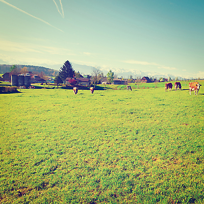 포토 JPG 해외이미지 주간 풍경 사람없음 야외 가축 목장 소 방목 복고 해외202004 해외포토 자연요소 동물 포유류 축산업 파일형식 이미지허브