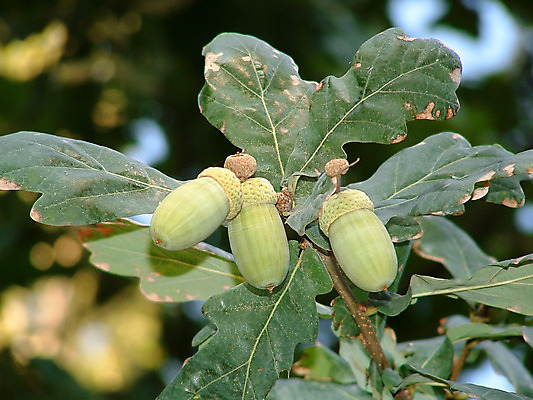 포토 JPG 해외이미지 나무 식물 공원 잎 과일 자연 그림자 사람없음 목재 초록색 빛 정원 가을 나뭇가지 시원함 9월 해외202004 해외포토 계절 공공시설 컬러 재료 날짜 생태계 파일형식 이미지허브