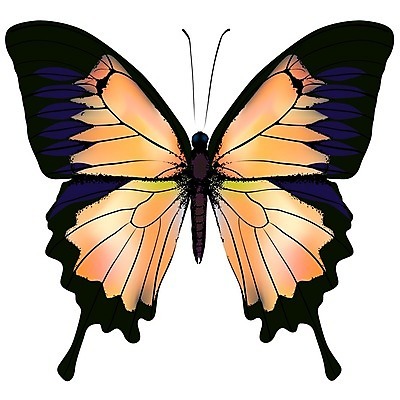 EPS 해외이미지 동물 꽃 야생동물 나비 곤충 백그라운드 패턴 날개 오렌지 일러스트 자연 기술 미술 여름 빛 컬러풀 노란색 환경 검은색 봄 활발 광선 흰색 황금 숲 싱글 그림 생물학 야광 강렬 거짓 고립 대칭 동물상 해외202004 해외일러스트 식물 계절 교육 컬러 컨셉 무늬 과일 문화예술 조형물 생태계 파일형식 벡터 이미지허브