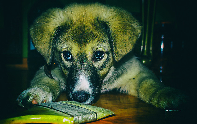 포토 JPG 해외이미지 동물 직업 손 디자인 행복 벽 컨셉 노동자 주택 함께함 사람없음 내부 장식 친구 반려동물 컬러풀 고양이 페인트 방 장비 흰색 공구 잡기 붓 업무 그룹 유머 수리 개 강아지 롤러 페인트붓 화가 부활 보여주기 계약자 고립 기르기 도우미 재주꾼 해외202004 해외포토 감정 컬러 포유류 관계 모션 건물 신체부위 도구 작업 계약 돌봄 파일형식 이미지허브