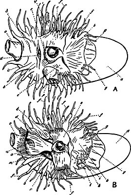 EPS 해외이미지 선 일러스트 표면 미술 검은색 수확 흰색 입 그림 판화 앵무조개 해외202004 해외일러스트 컬러 농업 문화예술 조개 신체부위 파일형식 벡터 이미지허브