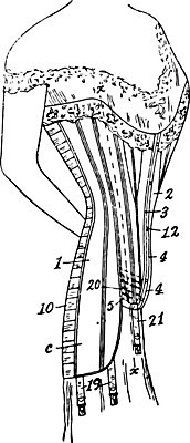 EPS 해외이미지 모양 선 일러스트 미술 검은색 수확 흰색 그림 판화 허리둘레 지원 코르셋 해외202004 해외일러스트 컬러 농업 문화예술 둘레 파일형식 벡터 이미지허브