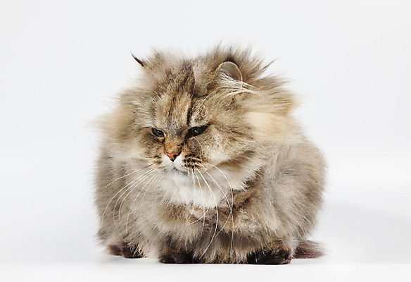 포토 JPG 해외이미지 동물 사람없음 반려동물 고양이 황금 해외202004 해외포토 포유류 파일형식 이미지허브