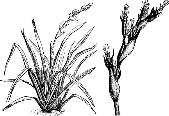 EPS 해외이미지 식물 꽃 선 잎 일러스트 미술 검은색 수확 흰색 백합 작음 그림 판화 꽃수술 아마 해외202004 해외일러스트 컬러 농업 문화예술 크기 파일형식 벡터 이미지허브