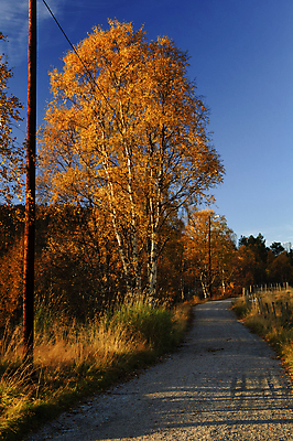 포토 JPG 해외이미지 나무 유럽 자연 북유럽 노르웨이 풍경 사람없음 야외 울타리 일몰 가을 삼림지대 스칸디나비아 해외202004 해외포토 식물 계절 나라 담장 노을 숲 생태계 파일형식 이미지허브