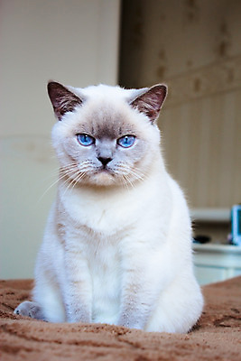 포토 JPG 해외이미지 동물 사람없음 반려동물 귀여움 고양이 해외202004 해외포토 컨셉 포유류 파일형식 이미지허브