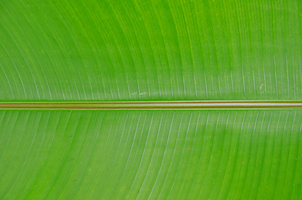 포토 JPG 해외이미지 식물 건축물 계절 선 백그라운드 잎 패턴 자연 건강 사람없음 초록색 여름 환경 봄 성장 신선 떨어짐 척추 만족 유기농 질감 심플 녹색배경 정맥 내추럴 광합성 대칭 엘리먼트 그리너리 해외202004 해외포토 웰빙 건축 감정 컬러 컨셉 무늬 뼈 생태계 혈관 파일형식 트랜드컬러 이미지허브