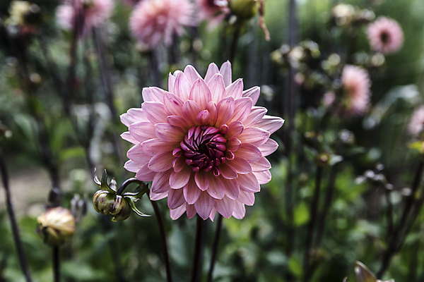 포토 JPG 해외이미지 식물 계절 꽃잎 행복 별 자연 친절 선물 사랑 사람없음 초록색 물 컬러풀 햇빛 평화 정원 봄 활발 에너지 시골 인사 원형 그룹 큼 수분 향수 순수 즐거움 순환 향기 날카로움 꽃가루 부드러움 완전 해외202004 해외포토 자연요소 도형 꽃 감정 컬러 컨셉 모션 태양 화장품 예절 감각 크기 가루 생태계 냄새 파일형식 이미지허브