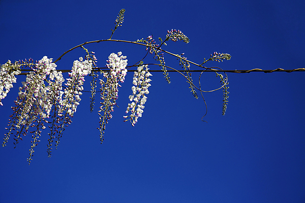 포토 JPG 해외이미지 식물 디자인 계절 꽃 백그라운드 잎 꽃무늬 채소 일러스트 자연 벽지 하늘 동양인 사람없음 장식 여름 파란색 정원 일본 봄 벚꽃 흰색 나뭇가지 커튼 개화 우아함 허브 내추럴 회복 해외202004 해외포토 나무 아시아 컬러 컨셉 무늬 인종 생태계 파일형식 이미지허브