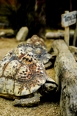 포토 JPG 해외이미지 동물 척추동물 야생동물 백그라운드 파충류 자연 초식동물 종류 사람없음 야외 초록색 반려동물 갈색 환경 껍질 거북이 서식지 느림 내추럴 등딱지 옛날 해외202004 해외포토 컬러 생태계 파일형식 이미지허브