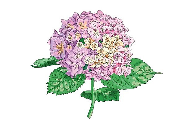 EPS 해외이미지 식물 1 디자인 꽃잎 꽃 포스터 줄기 분홍색 꽃다발 결혼 백그라운드 잎 꽃무늬 일러스트 자연 장식 여름 파란색 빛 정원 봄 수확 벚꽃 흰색 인사 신용카드 생일 우아함 그림 복고 초대 수국 라일락 내추럴 고립 해외202004 해외일러스트 계절 기념일 컬러 컨셉 무늬 농업 이벤트 금융 예절 생태계 파일형식 벡터 산업 경제 이미지허브
