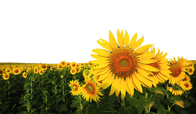 포토 JPG 해외이미지 식물 꽃 꽃다발 백그라운드 잎 꽃무늬 밭 농업 자연 해바라기 새로움 사람없음 장식 초록색 여름 컬러풀 정원 성장 벚꽃 나뭇가지 신선 화려 개화 허브 해외202004 해외포토 나무 계절 산업 컬러 컨셉 무늬 생태계 파일형식 이미지허브