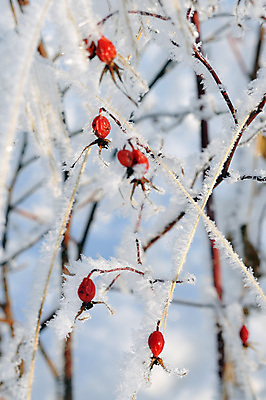 포토 JPG 해외이미지 식물 계절 열매 백그라운드 잎 겨울 과일 자연 추상 건강 사람없음 야외 목재 빨간색 장미 냉동 추위 가을 흰색 나뭇가지 신선 묘사 유기농 서리 내추럴 숙성 눈내림 해외202004 해외포토 나무 웰빙 꽃 컬러 무늬 재료 눈_날씨 생태계 파일형식 이미지허브