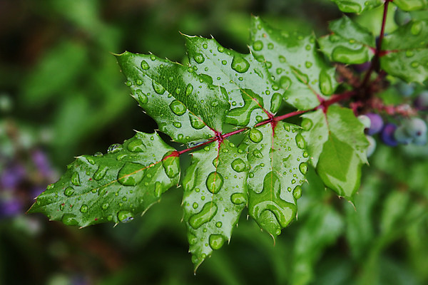 포토 JPG 해외이미지 나무 계절 백그라운드 잎 자연 벽지 추상 사람없음 야외 물 노란색 활발 가을 나뭇가지 떨어짐 질감 내추럴 고립 해외202004 해외포토 자연요소 식물 컬러 컨셉 무늬 생태계 파일형식 이미지허브