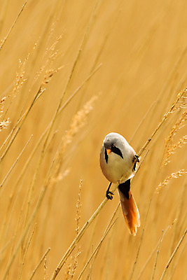 포토 JPG 해외이미지 동물 1 야생동물 자연 조류 영국 수염 사람없음 야외 세로 봄 수줍음 싱글 부리 내추럴 해외202004 해외포토 계절 감정 유럽 생태계 파일형식 이미지허브