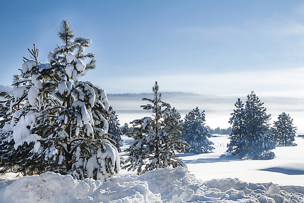 포토 JPG 해외이미지 계절 잎 크리스마스 겨울 자연 하늘 아침 휴가 산 풍경 경사 사람없음 야외 초록색 태양 크리스마스트리 환경 맑음 냉동 얼음 침묵 폭포 흐름 추위 안개 시골 개울 숲 12월 고도 언덕 서리 장면 상록수 2월 눈내림 산맥 해외202004 해외포토 주간 자연요소 식물 기념일 컬러 컨셉 날씨 눈_날씨 강 소리 날짜 생태계 파일형식 이미지허브
