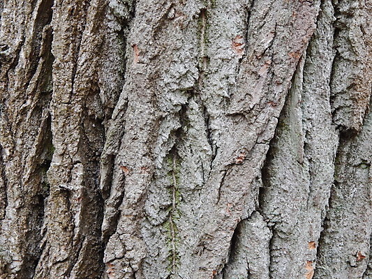 포토 JPG 해외이미지 나무 공원 도로 잎 벤치 자연 새로움 풍경 잔디 사람없음 목재 초록색 여름 빛 정원 봄 도시 숲 정사각형 일반 바르샤바 해외202004 해외포토 도형 식물 계절 공공시설 길 컬러 컨셉 의자 재료 교통시설 생태계 폴란드 파일형식 이미지허브