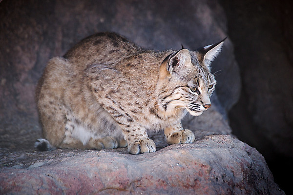 포토 JPG 해외이미지 동물 야생동물 포유류 자연 사람없음 환경 고양이 육식동물 내추럴 동물상 생태학 해외202004 해외포토 교육 반려동물 조형물 생태계 파일형식 이미지허브