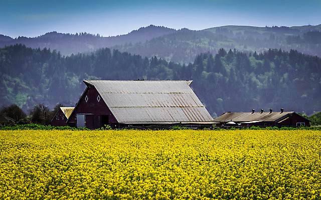 포토 JPG 해외이미지 외관 꽃 벽 백그라운드 밭 농업 건축양식 자연 하늘 바닥 주택 풍경 사람없음 야외 내부 건물 목재 빨간색 여름 빛 농가 농장 문 목장 방 수확 골동품 시골 땅 머스터드 버리기 묘사 질감 복고 캘리포니아 헛간 외양간 그런지 깨짐 밭일 썩음 옛날 판잣집 해외202004 해외포토 나무 식물 건축물 계절 건축 산업 컬러 컨셉 재료 모션 미국 소스_음식 생태계 저장고 파일형식 이미지허브