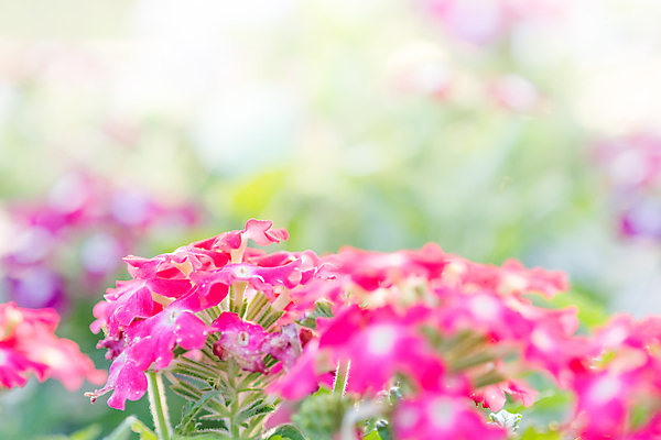 포토 JPG 해외이미지 식물 꽃잎 꽃 백그라운드 꽃무늬 밭 자연 사람없음 야외 가로 초록색 파란색 노란색 정원 봄 벚꽃 흰색 개화 선택 원예 부드러움 내추럴 깊이 블러 해외202004 해외포토 계절 컬러 컨셉 무늬 농업 취미 감각 생태계 파일형식 이미지허브