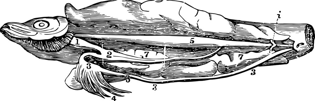 EPS 해외이미지 선 일러스트 미술 검은색 수확 흰색 그림 운하 판화 청어 해외202004 해외일러스트 컬러 농업 문화예술 어류 파일형식 벡터 이미지허브