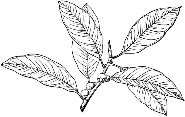 EPS 해외이미지 선 일러스트 손바닥 미술 검은색 수확 흰색 나뭇가지 그림 판화 볏집 플로리다 해외202004 해외일러스트 나무 손 컬러 농업 문화예술 미국 파일형식 벡터 이미지허브