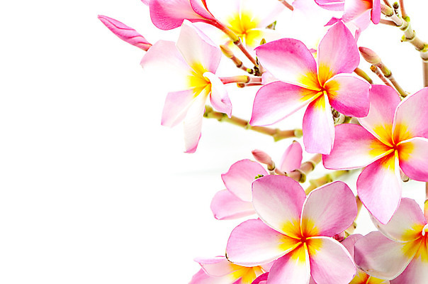 포토 JPG 해외이미지 나무 식물 꽃잎 꽃 분홍색 백그라운드 꽃무늬 자연 프레임 건강 사람없음 여름 스파 화목 벚꽃 흰색 신선 개화 묘사 유기농 원예 생물학 내추럴 고립 해외202004 해외포토 웰빙 계절 교육 컬러 컨셉 무늬 취미 생태계 파일형식 이미지허브