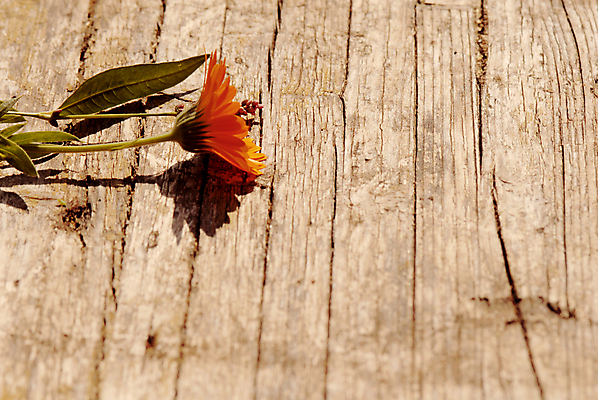 포토 JPG 해외이미지 디자인 꽃 종이 백그라운드 꽃무늬 통신 자연 프레임 발렌타인데이 사랑 사람없음 장식 봄 수확 골동품 벚꽃 인사 신용카드 떨어짐 복고 데이지 엽서 페이지 한조각 우표 그런지 스크랩북 옛날 카피스페이스 해외202004 해외포토 식물 1 계절 감정 컨셉 무늬 농업 데이이벤트 금융 공백 예절 편지 생태계 파일형식 이미지허브