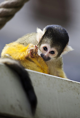 포토 JPG 해외이미지 야생동물 포유류 동물원 사람없음 야외 가로 갈색 노란색 검은색 나뭇가지 원숭이 해외202004 해외포토 나무 동물 컬러 파일형식 이미지허브