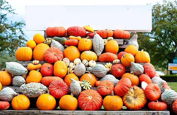 포토 JPG 해외이미지 식물 계절 음식 백그라운드 단풍 패턴 농업 채소 오렌지 부분 자연 벽지 호박 휴가 사람없음 장식 빨간색 초록색 농장 노란색 정원 축제 할로윈 수확 가을 작음 큼 11월 질감 박 추수감사절 흙더미 10월 내추럴 숙성 식용 많음 해외202004 해외포토 산업 기독교 컬러 컨셉 잎 무늬 과일 흙 날짜 크기 생태계 파일형식 더미 이미지허브